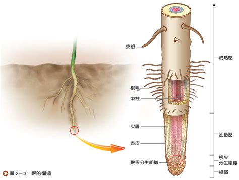 樹根位置|根的型態、構造與功能